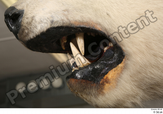 Polar bear mouth teeth 0011.jpg